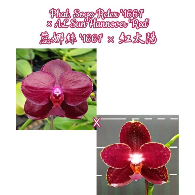 Орхiдея Phal. Sogo Relex 1661 × AL Sun Hannover Red - купити